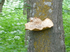 Favolus pseudobetulinus