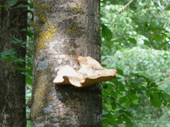 Favolus pseudobetulinus