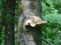 Favolus pseudobetulinus