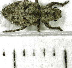 Floresianus sordidus