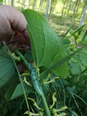 Macroglossum stellatarum