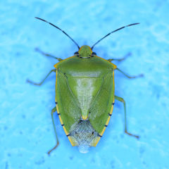 Chinavia insulani