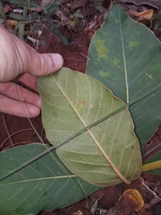 Palicourea rigida