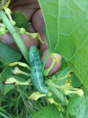 Macroglossum stellatarum