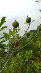Gardenia tubifera, photograph (c) Cheongweei Gan, some rights reserved (CC BY)