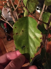 Phyllosticta hibiscina