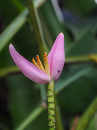 Musa ornata
