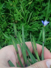 Sisyrinchium pruinosum