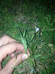 Sisyrinchium pruinosum