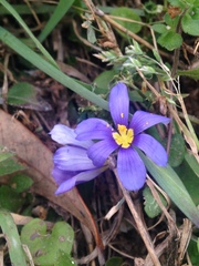 Sisyrinchium pruinosum