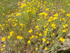 Eriophyllinae