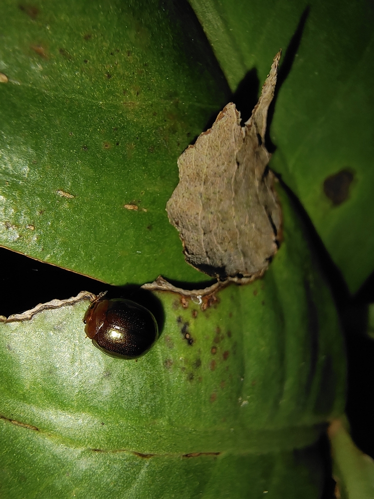 Plagiodera rufescens