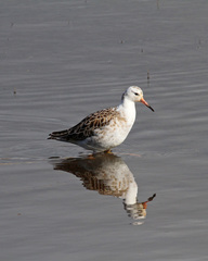Calidris pugnax