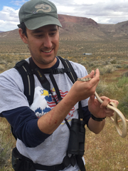 Masticophis flagellum piceus