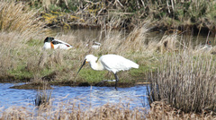 Platalea leucorodia