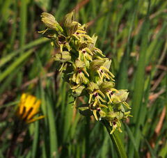 Orchis galilaea