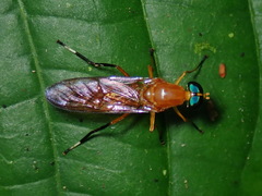 Ptecticus testaceus