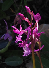 Orchis anatolica