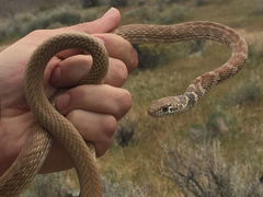 Masticophis flagellum piceus