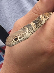 Masticophis flagellum piceus