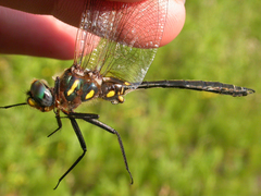 Somatochlora ensigera