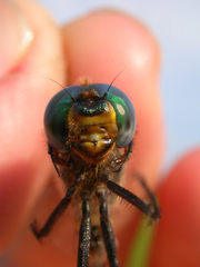 Somatochlora ensigera