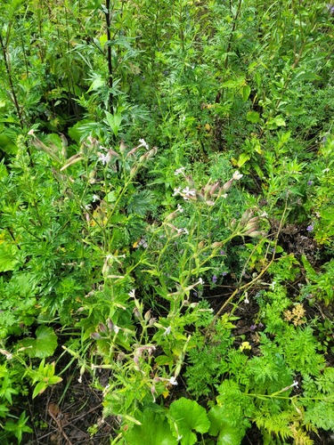 Silene noctiflora iNat (1)