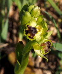 Ophrys lutea galilaea