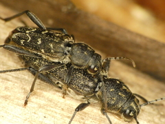 Xylotrechus rusticus