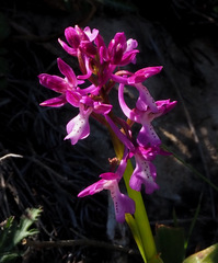 Orchis anatolica