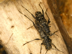 Xylotrechus rusticus