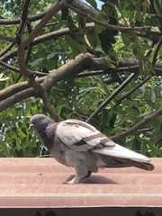 Columba livia domestica