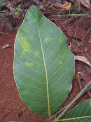 Palicourea rigida