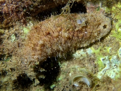 Actinopyga echinites