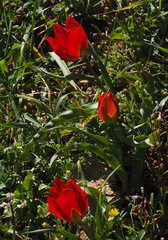 Tulipa agenensis
