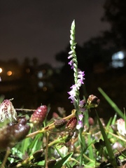 Spiranthes sinensis