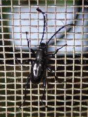 Prostenus