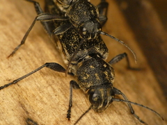 Xylotrechus rusticus