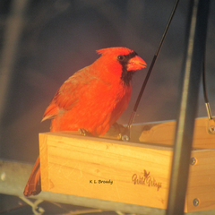 Cardinalis cardinalis