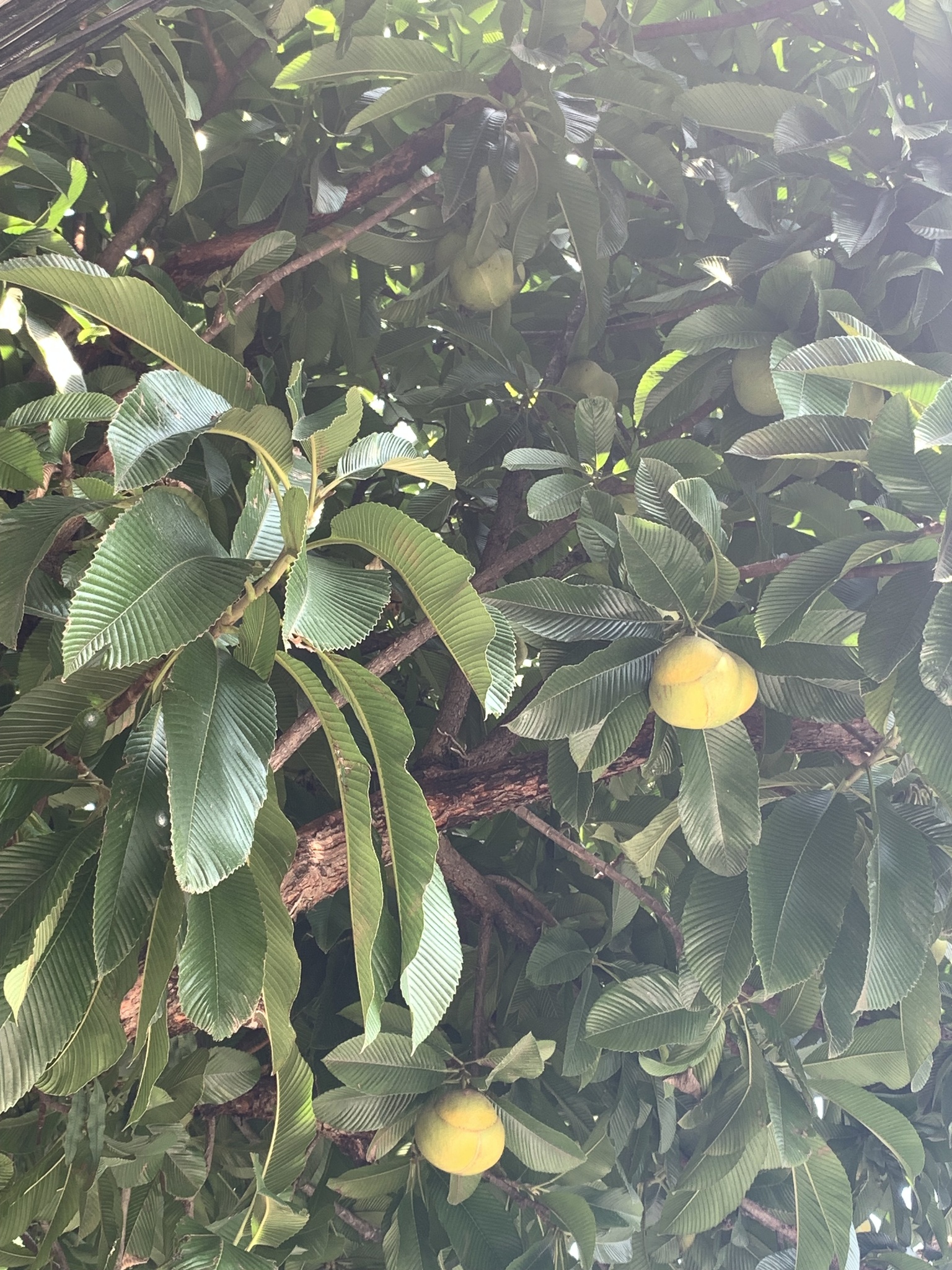 Dillenia indica