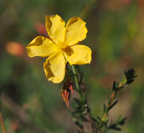 How to identify Fumana arabica (L.) Spach