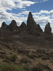 Callisaurus draconoides rhodostictus