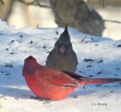 Cardinalis cardinalis