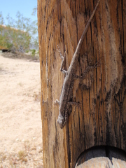 Urosaurus graciosus