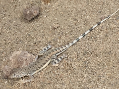 Callisaurus draconoides rhodostictus