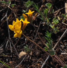 Lotus longisiliquosus