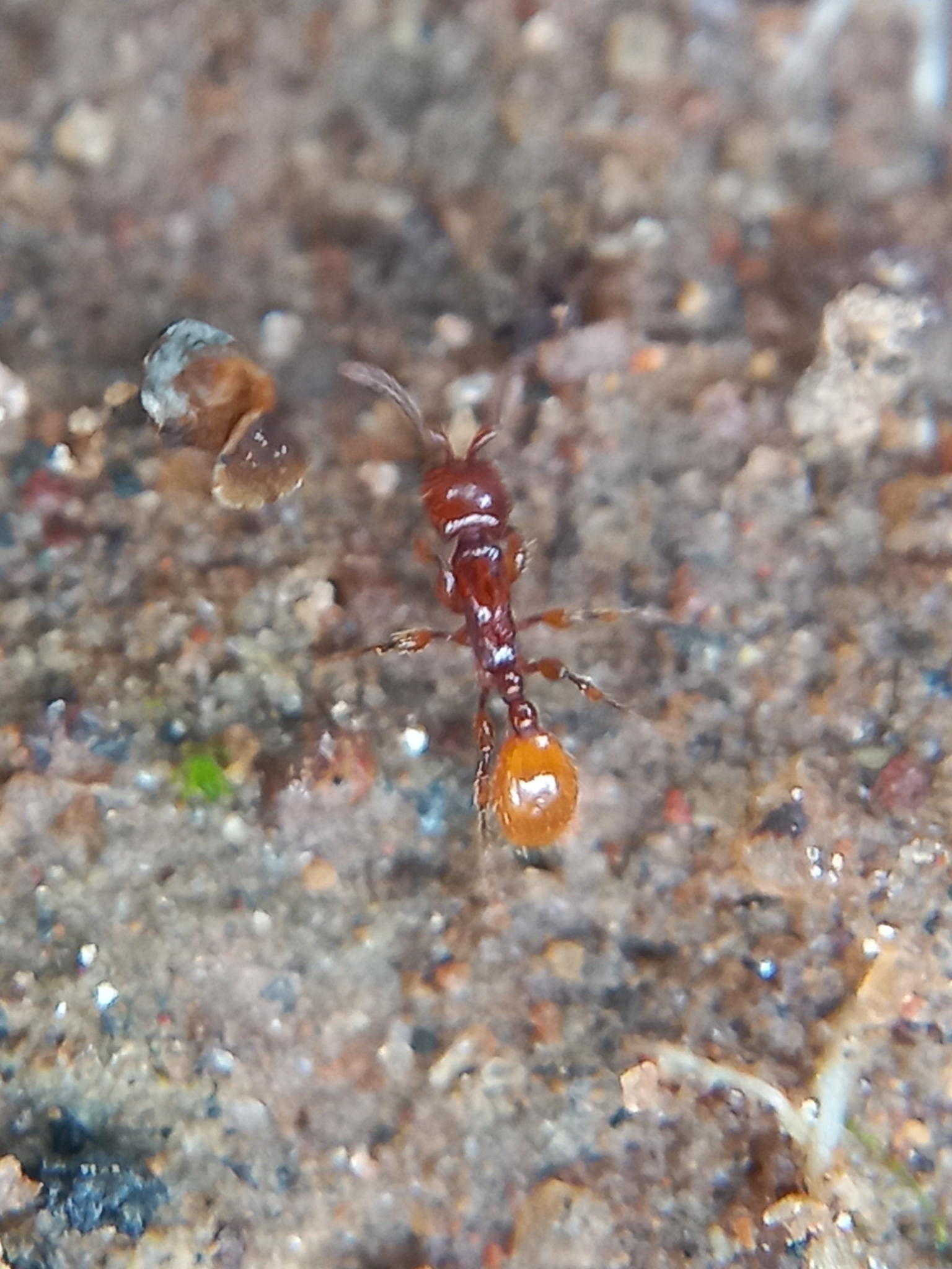 Aenictus doryloides