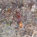 Aenictus doryloides - Photo 由 Paul 所上傳的 (c) Paul，保留部份權利CC BY-NC