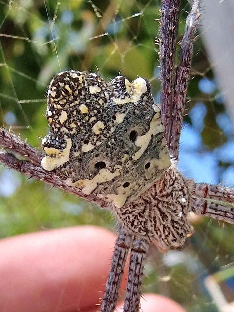Argiope modesta