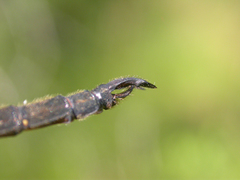 Somatochlora forcipata